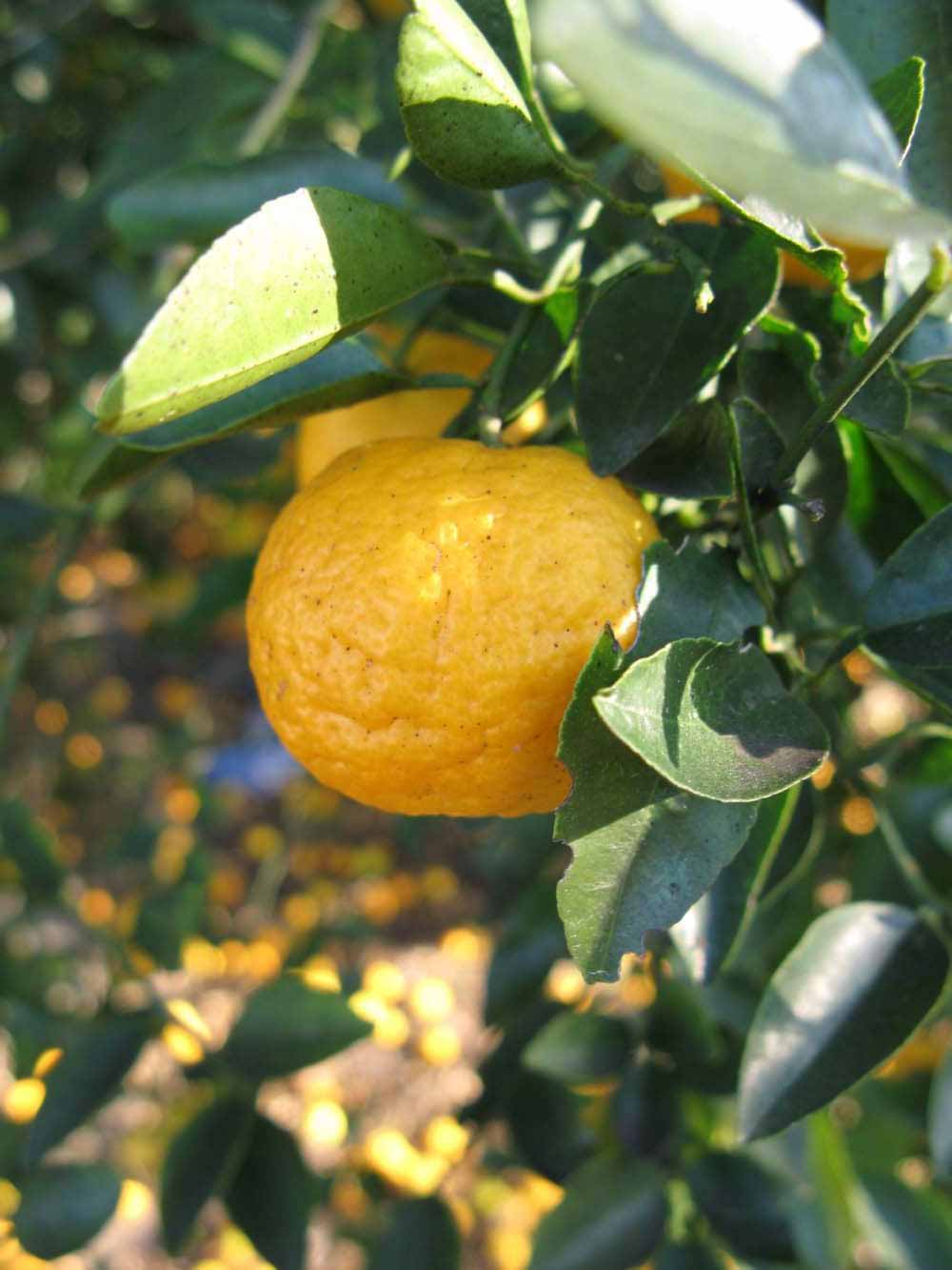              Fruit (Winter Haven, FL)       